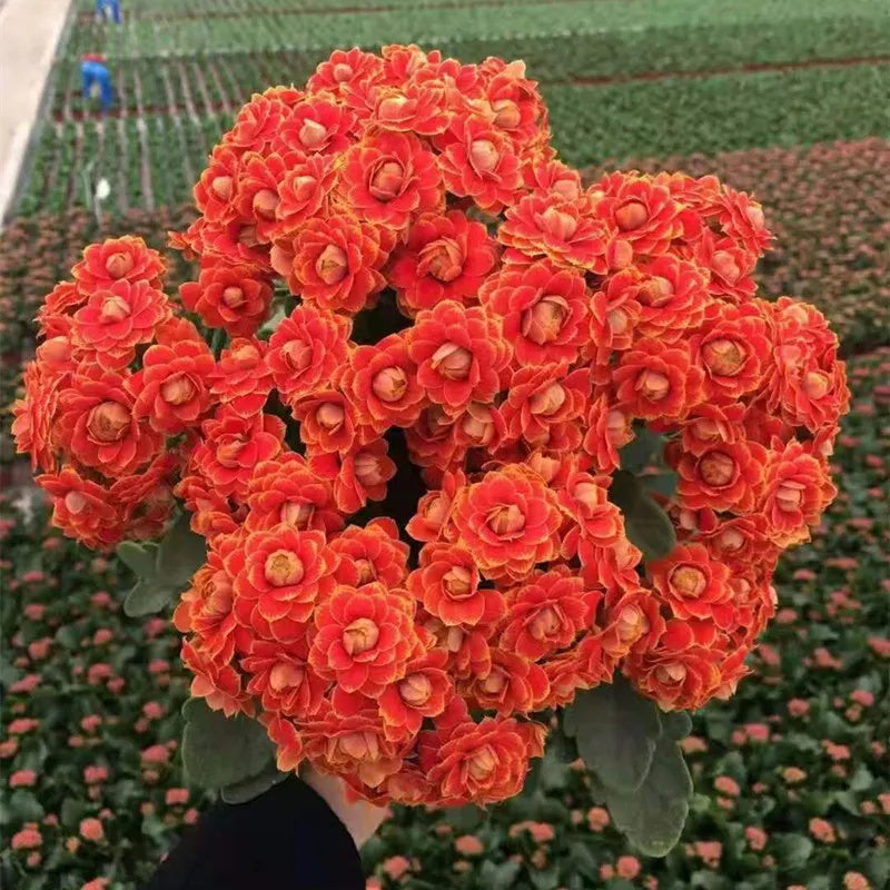 Semillas de flores de longevidad Golden Fox