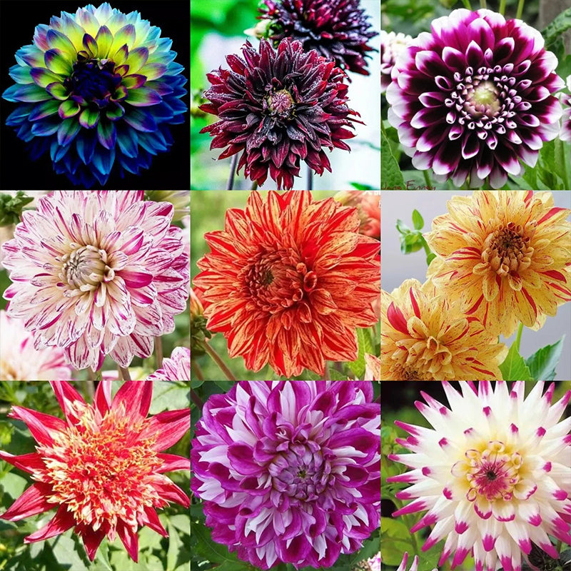 Rare Dahlias