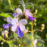 Blue Butterfly Flower Easy