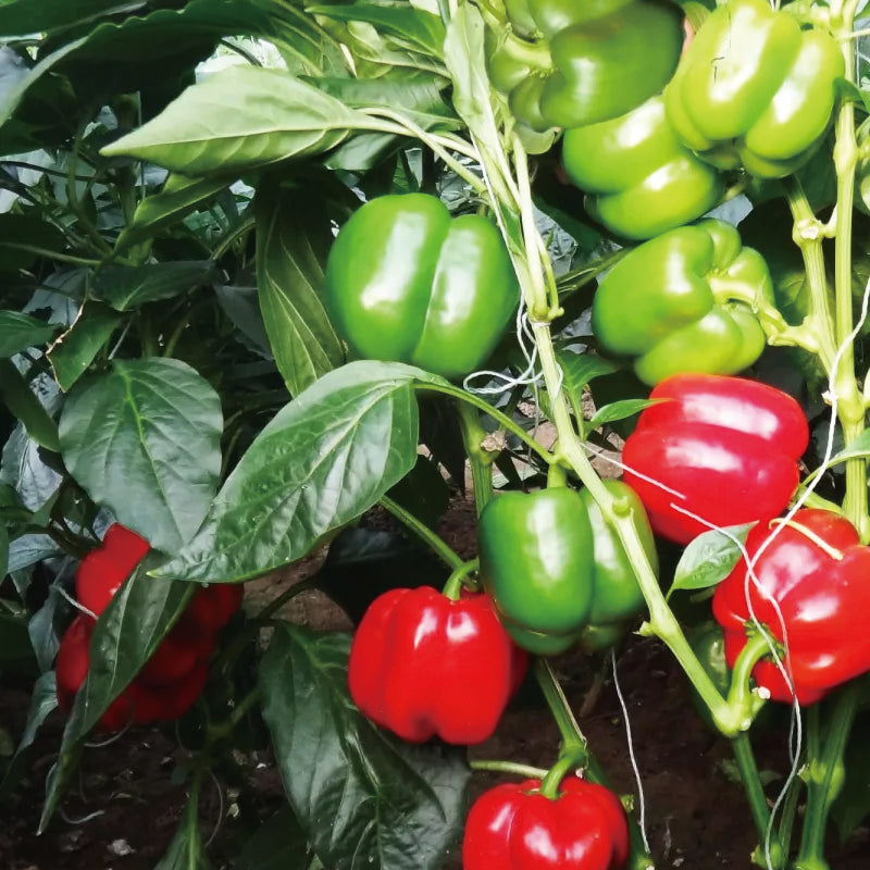 Colorful Sweet Pepper Seeds Organic