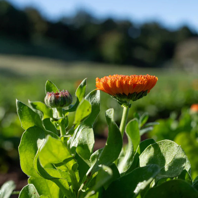 Neon Calendula