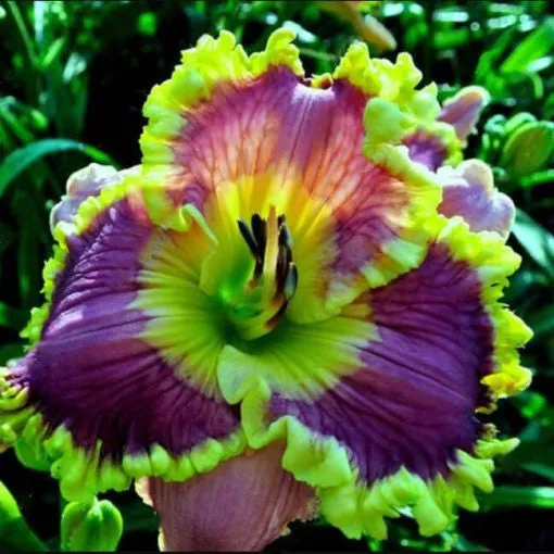 Daylily Hybrid Flowers Seeds, Hemerocallis Hybrid