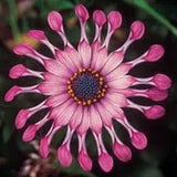 Semillas mixtas de osteospermum, margarita araña y margaritas (raras)