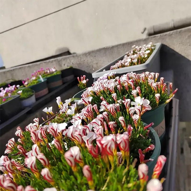 Semillas de la planta de oxalis versicolor, bastón de caramelo