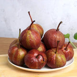 Pyrus pyrifolia 'Nijisseiki'Rainbow Pear Seeds