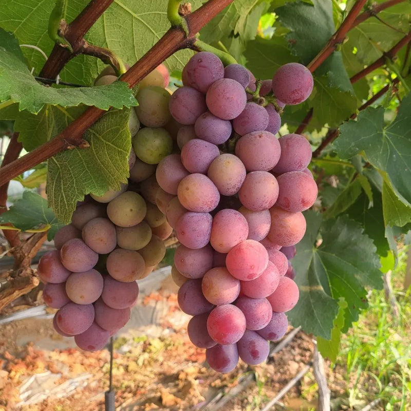 Midknight Beauty Grapes Seeds - Giant Rose (Rose scented)