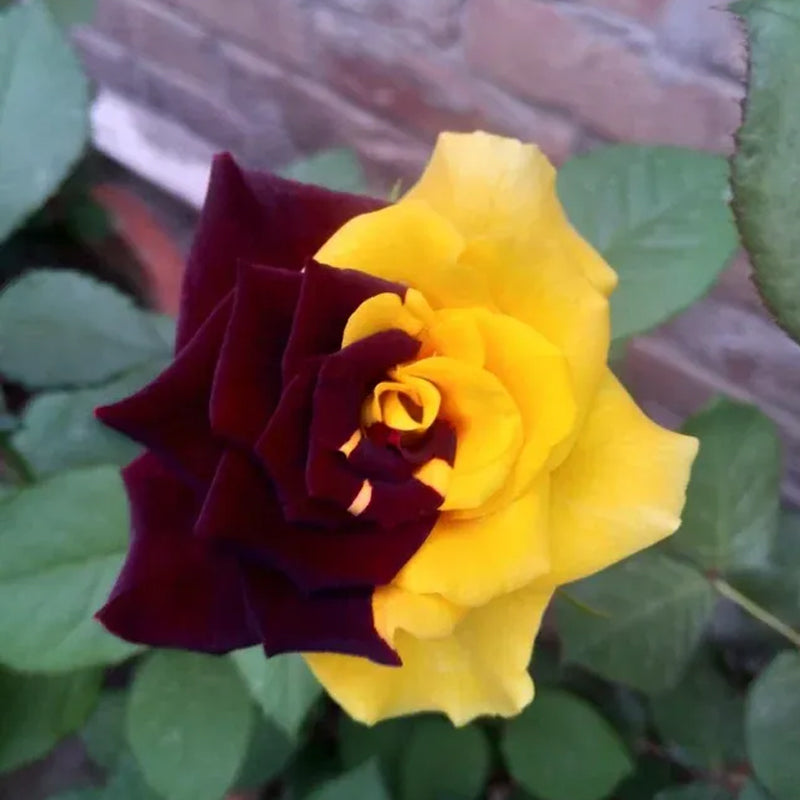 Semillas de rosa rara gemela roja y amarilla