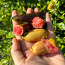Finger Lime Seeds-Citrus Australasica