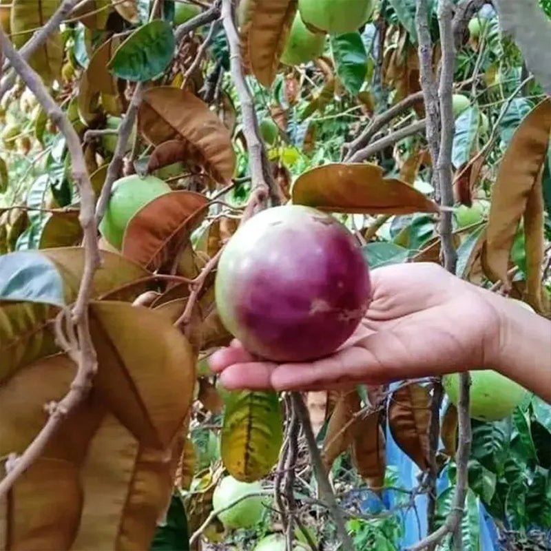 Semillas de fruto de leche: caimito, Chrysophyllum cainito