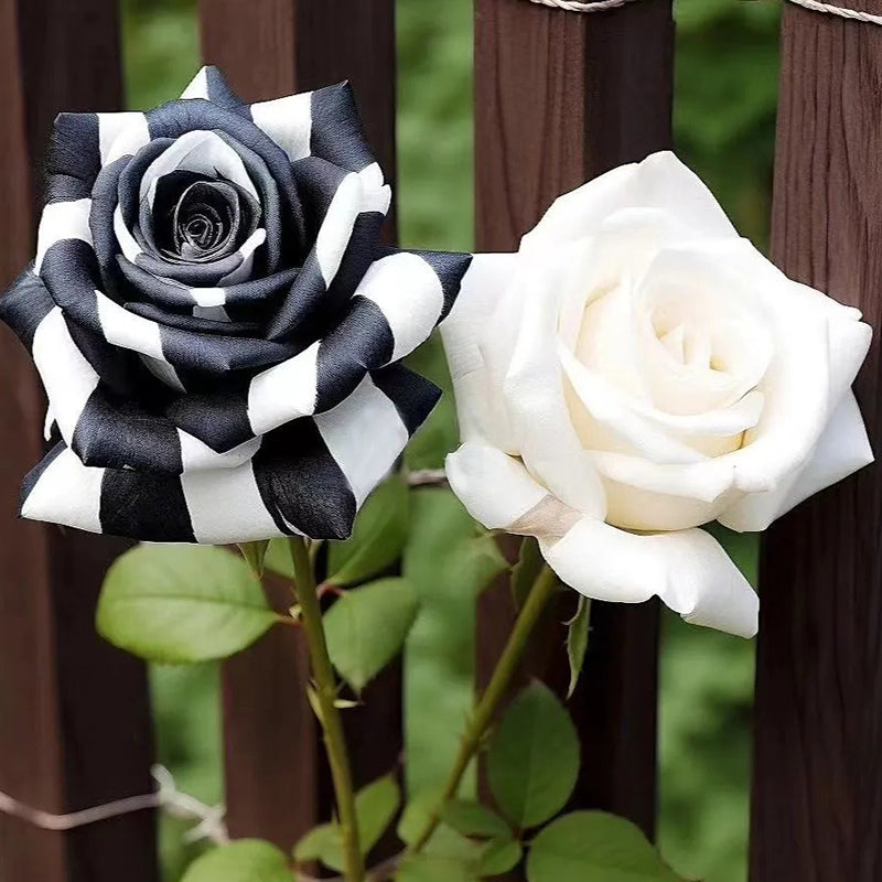 Rosas gemelas blancas y negras raras