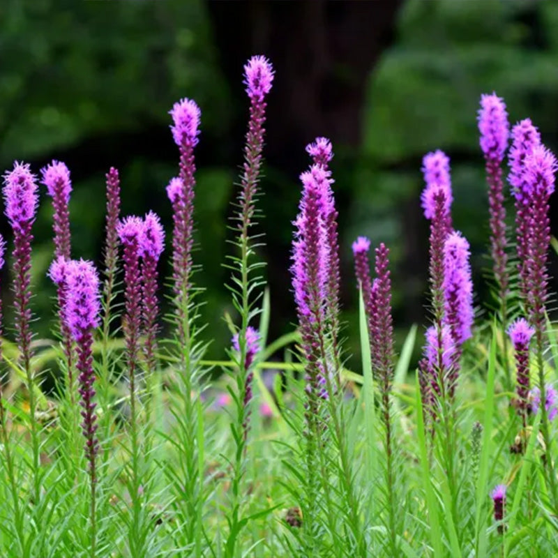 Prairie Blazing Star Seeds