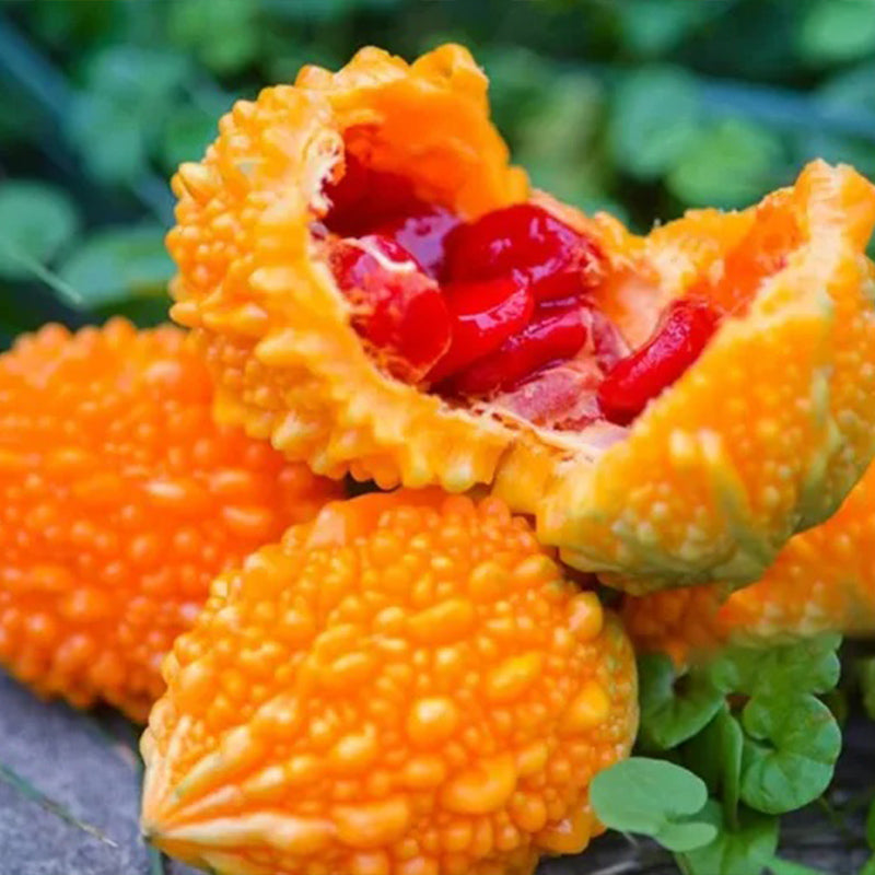 Semillas de uva Lai para el jardín Semillas de calabaza amarga