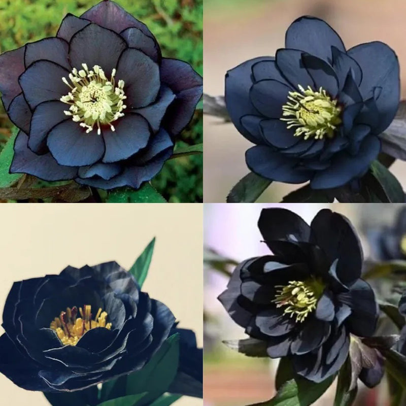 Black Helleborus - Christmas Rose
