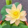 Bonsai Double Lotus Seeds-Pure Heart