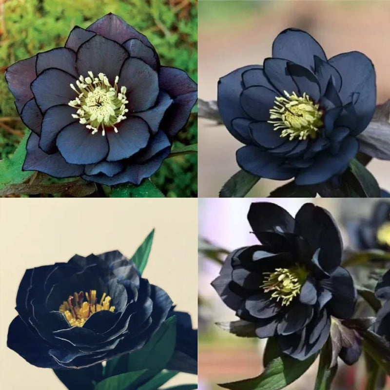 Rosa navideña-Eléboro negro