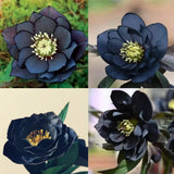 Rosa navideña-Eléboro negro