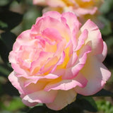 Rosas de la Paz - El Mensajero de la Paz