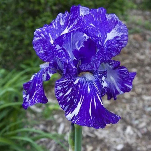 Iris de múltiples variedades (plantado en otoño)