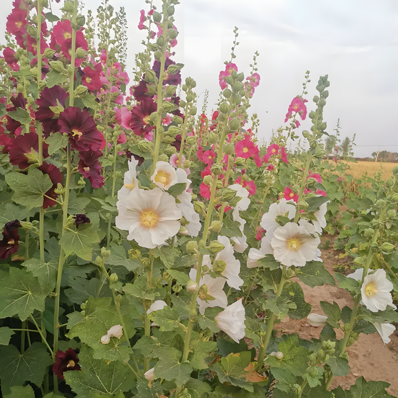 Hollyhock Seeds - Single Mix