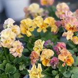 Pansy Winter Elf Series - I Miss You Endlessly
