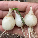 Rare Spring Grass Spiral Succulents