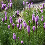 Prairie Blazing Star Seeds