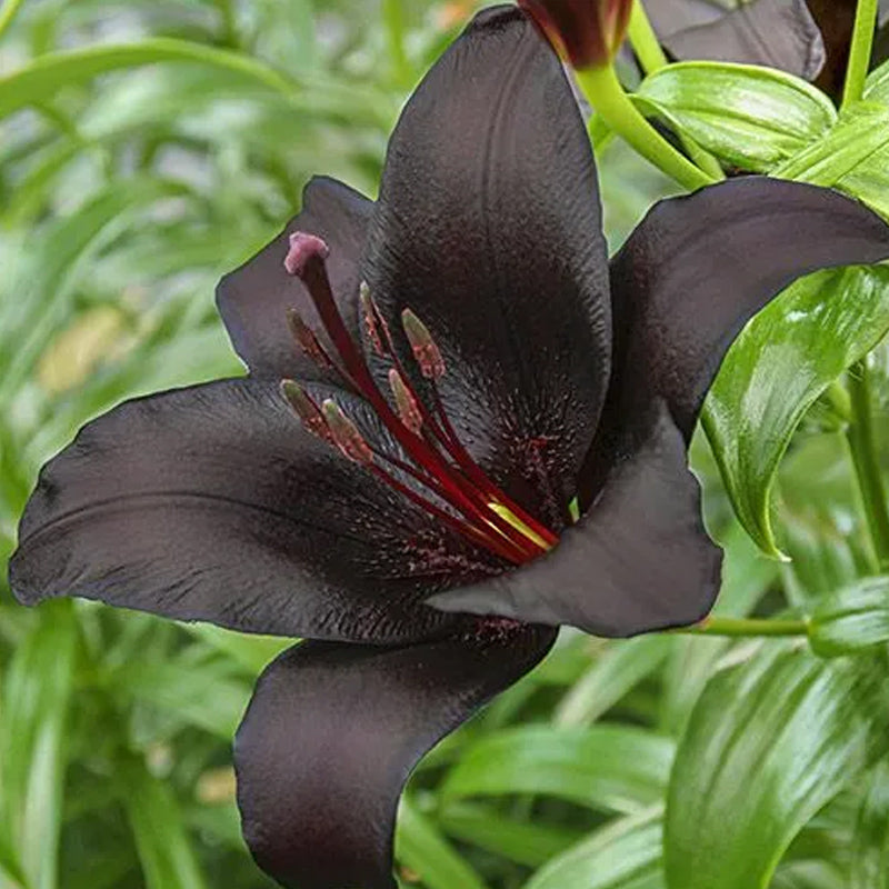 Black Lily: A Proud Black Flower