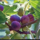 Fig Tree Seeds (Ficus carica), Sweet Fruit Shrub