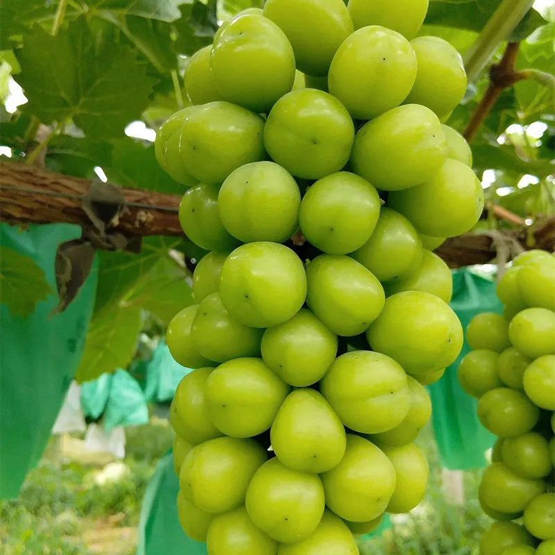 Semillas del árbol de moscatel Shine: uva Sunshine Rose (se puede plantar en macetas)