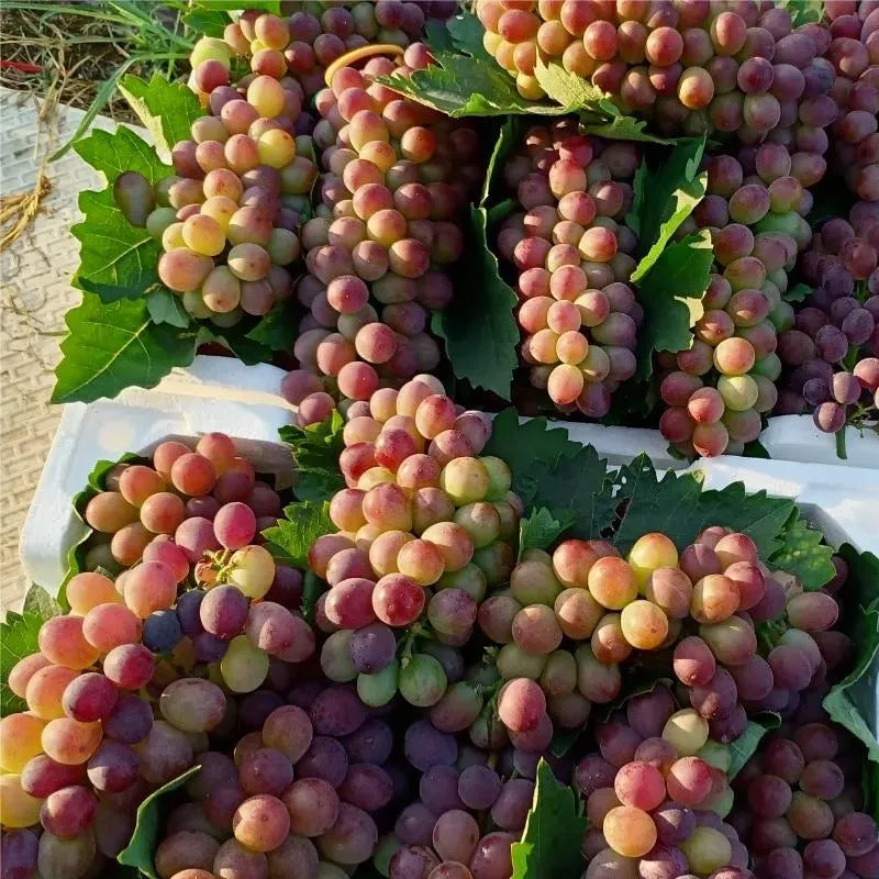 Midknight Beauty Grapes Seeds - Giant Rose (Rose scented)