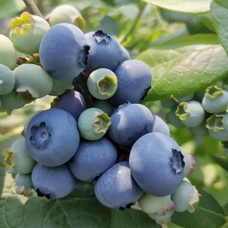 King of Berries - Giant Blueberry Fruit Seeds - Four Seasons Plants