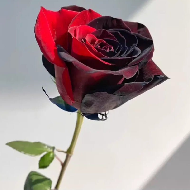 Carmen Rose - Twin Red Black Rose Seeds