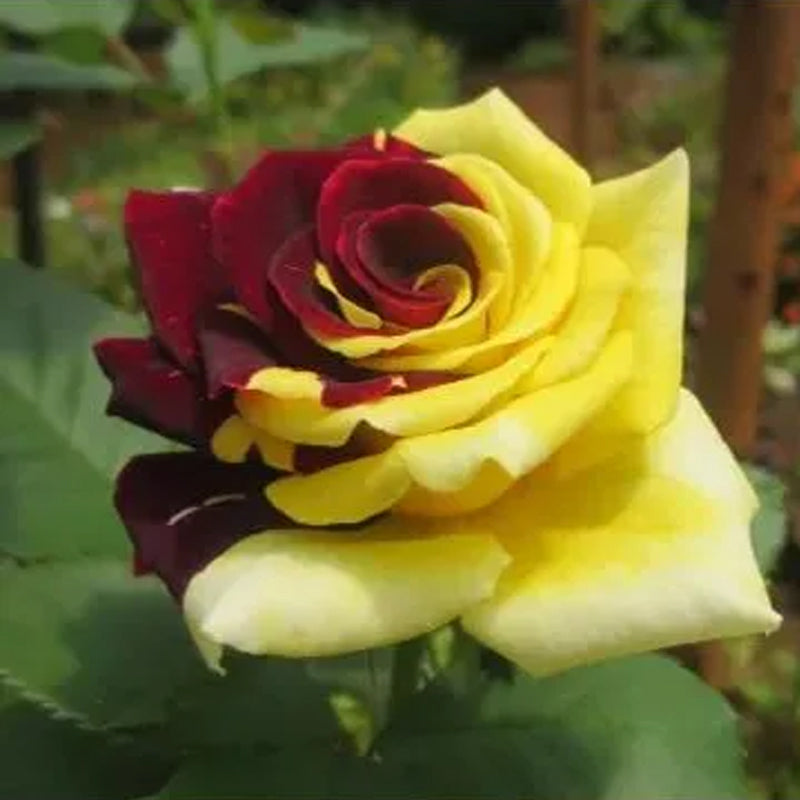 Semillas de rosa rara gemela roja y amarilla