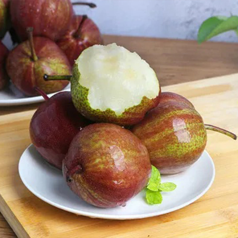 Pyrus pyrifolia 'Nijisseiki'Rainbow Pear Seeds