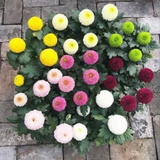 Colorful Ping Pong Chrysanthemum Seeds