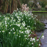 Copo de nieve de verano PureBeauty, nuevos comienzos