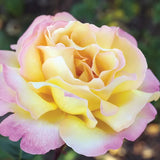 Rosas de la Paz - El Mensajero de la Paz