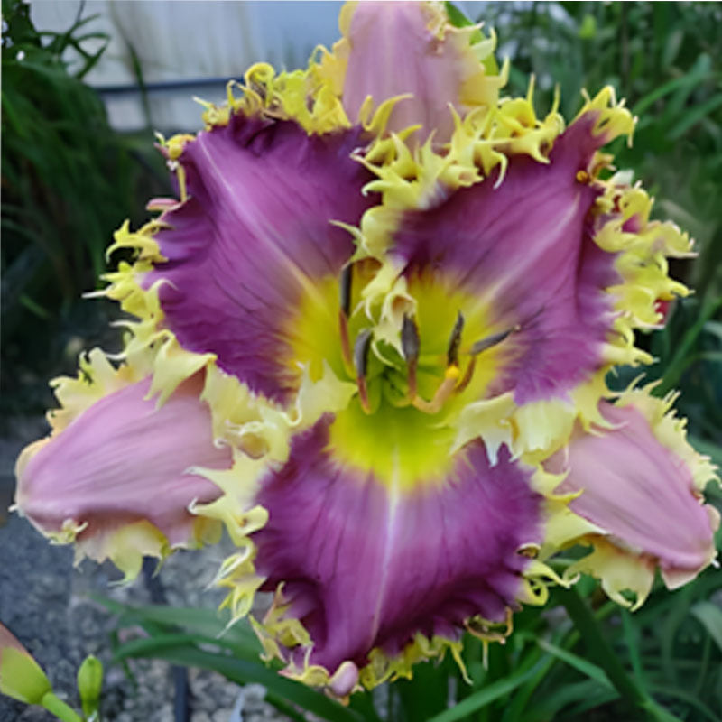 Daylily Hybrid Flowers Seeds, Hemerocallis Hybrid