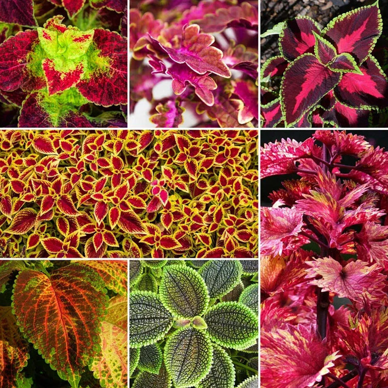 Coleus Bonsai Flower Leaf Plants Rainbow Dragon Seeds