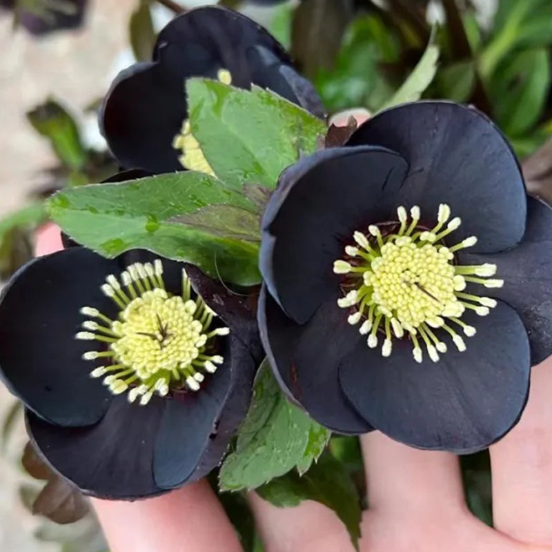 Black Helleborus - Christmas Rose
