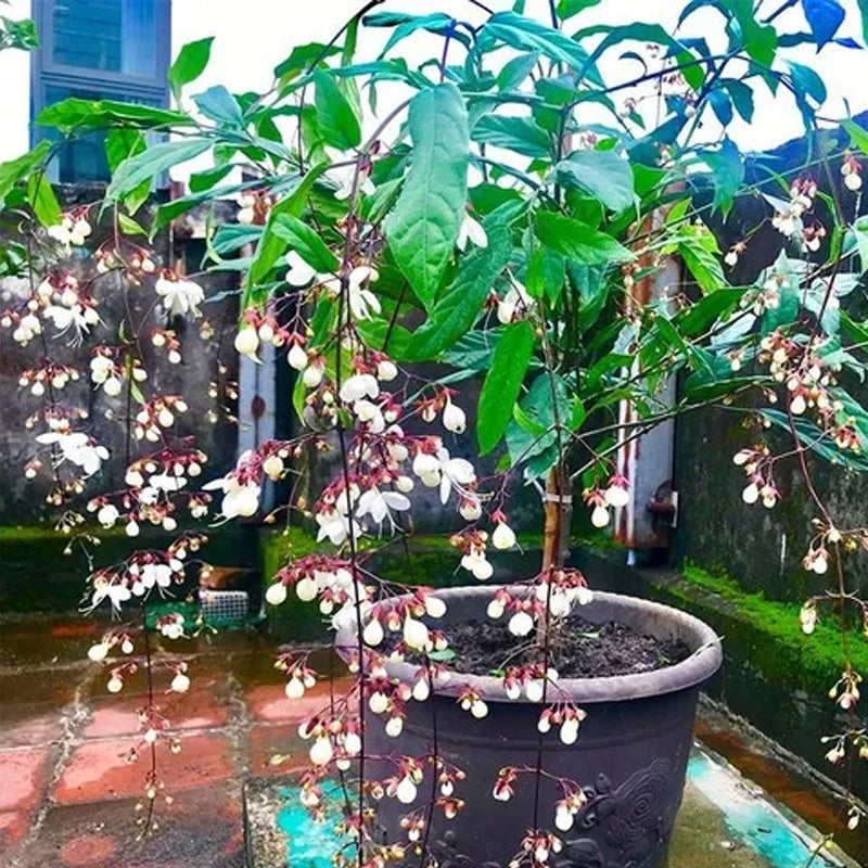 You Are My Life-Trailing Jasmine Flowers Seeds