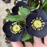 Rosa navideña-Eléboro negro