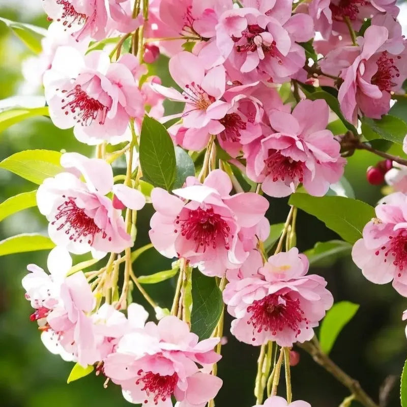 Begonia flowers Seeds