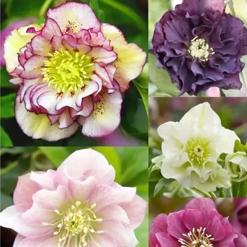 Colección Hellebore de Carnaval - Rosa de Navidad