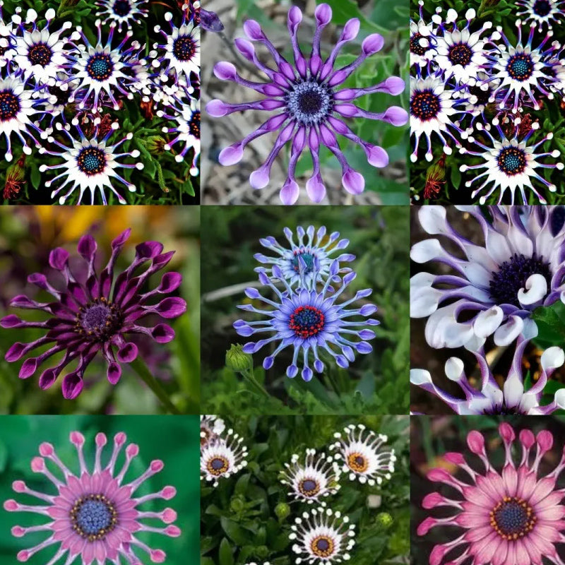 Semillas mixtas de osteospermum, margarita araña y margaritas (raras)