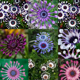 Semillas mixtas de osteospermum, margarita araña y margaritas (raras)