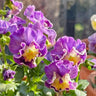 Pansy Winter Elf Series - I Miss You Endlessly