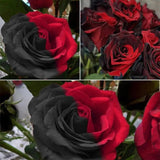 Carmen Rose - Twin Red Black Rose Seeds