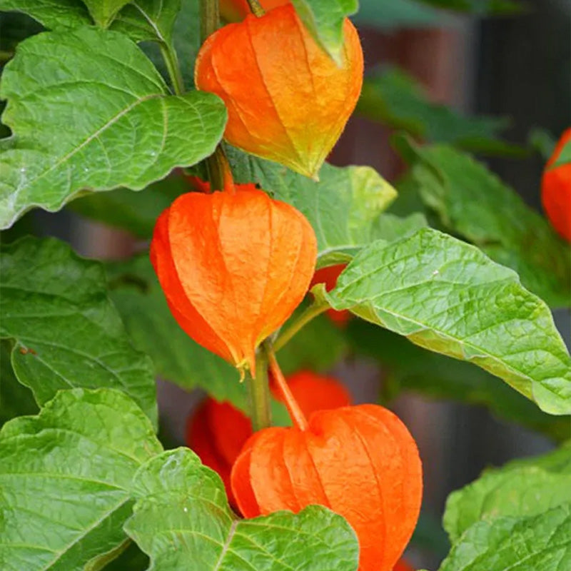 Physalis alkekengi,Strawberry groundcherry,Winter Ground Cherry - Chinese Lantern Seeds
