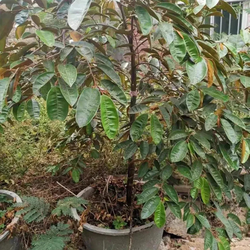 Semillas de fruto de leche: caimito, Chrysophyllum cainito